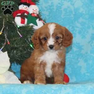 Elk, Cavapoo Puppy